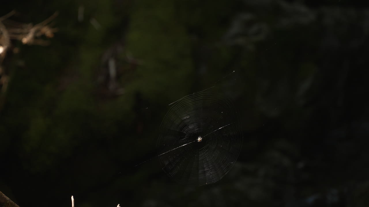 Sun reflecting off a spiderweb.
