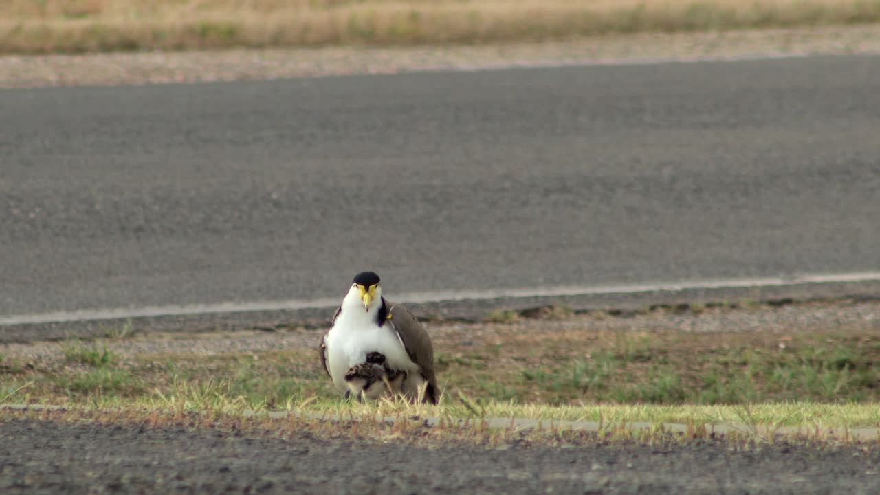 Masked Lapwing Plover Sitting on Grass By Road Then Baby Chick Sits Under It's Wing