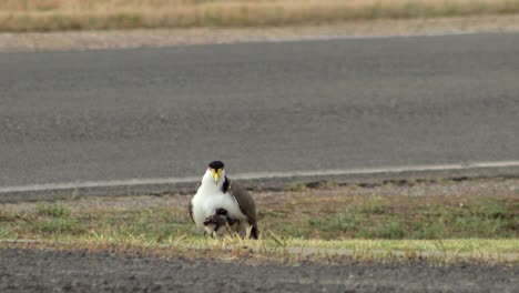 masked lapwing plover sitting on grass by road then baby chick sits under it's wing