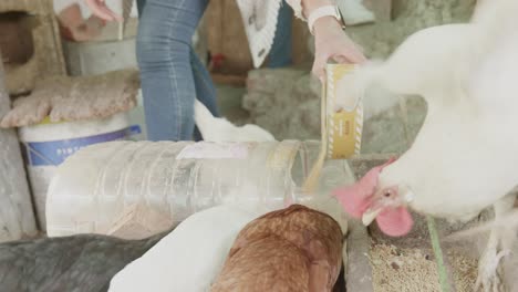 Mujer-Alimentando-Pollos-En-Un-Corral.