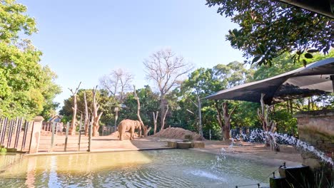 elephant exploring its enclosure at the zoo