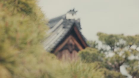 pinos fuera del castillo japonés con techo a dos aguas en kyoto, japón