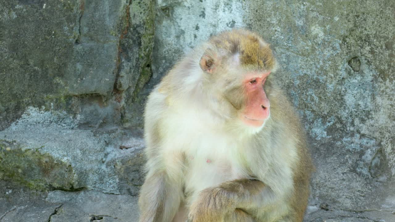 mono macaco triste sentado en la roca en el zoológico del gran parque de seúl