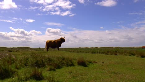 vaca de las tierras altas en una pose dura