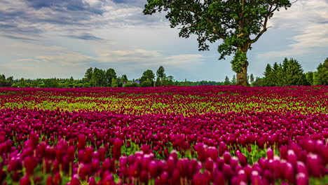 un cautivador lapso de tiempo que muestra un campo de trébol carmesí en plena floración