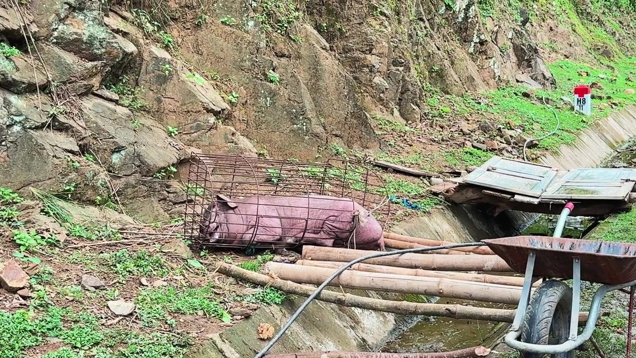 Babi merah muda di dalam kandang kawat beristirahat di samping tiang bambu di lereng bukit berbatu.