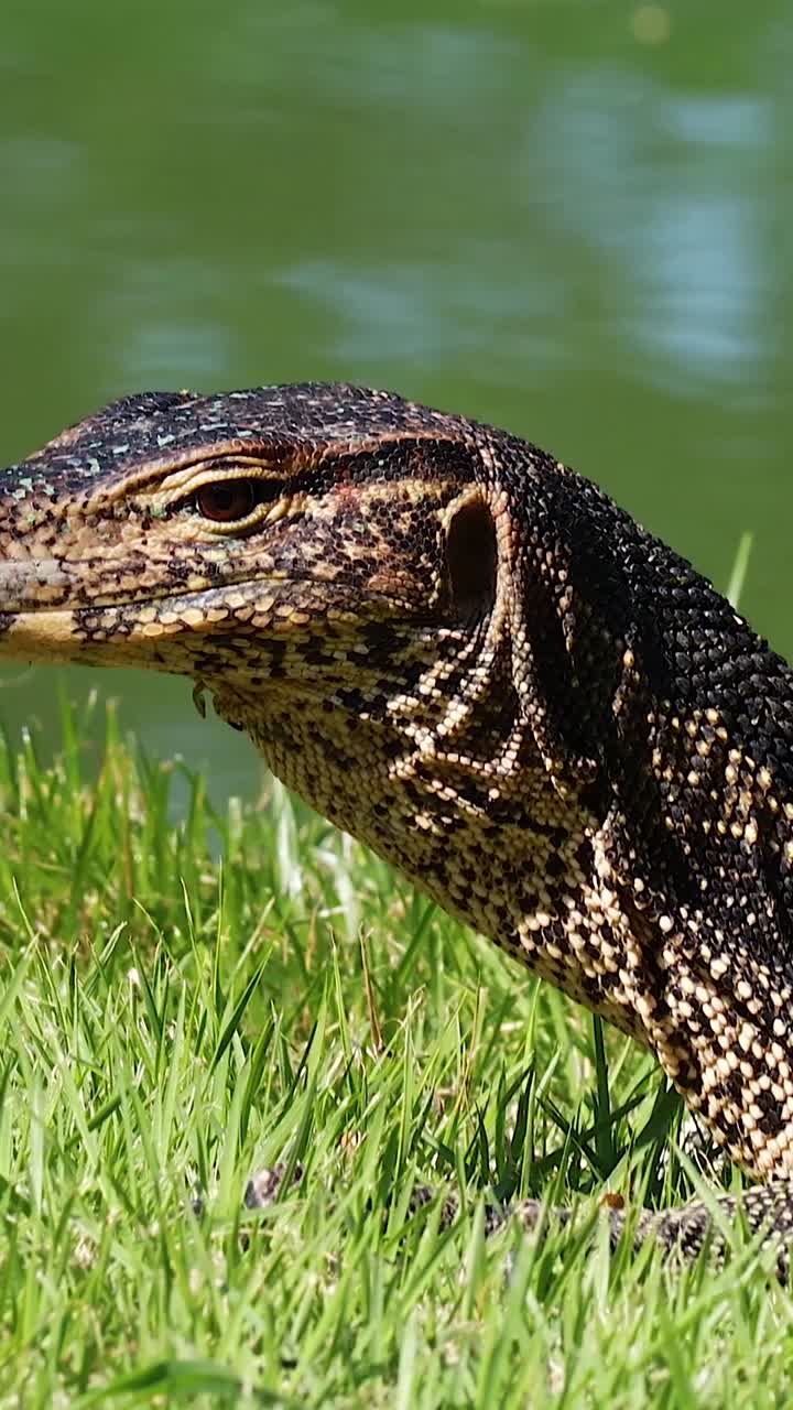 monitorizar el lagarto que se mueve a través de la zona de hierba cerca del agua