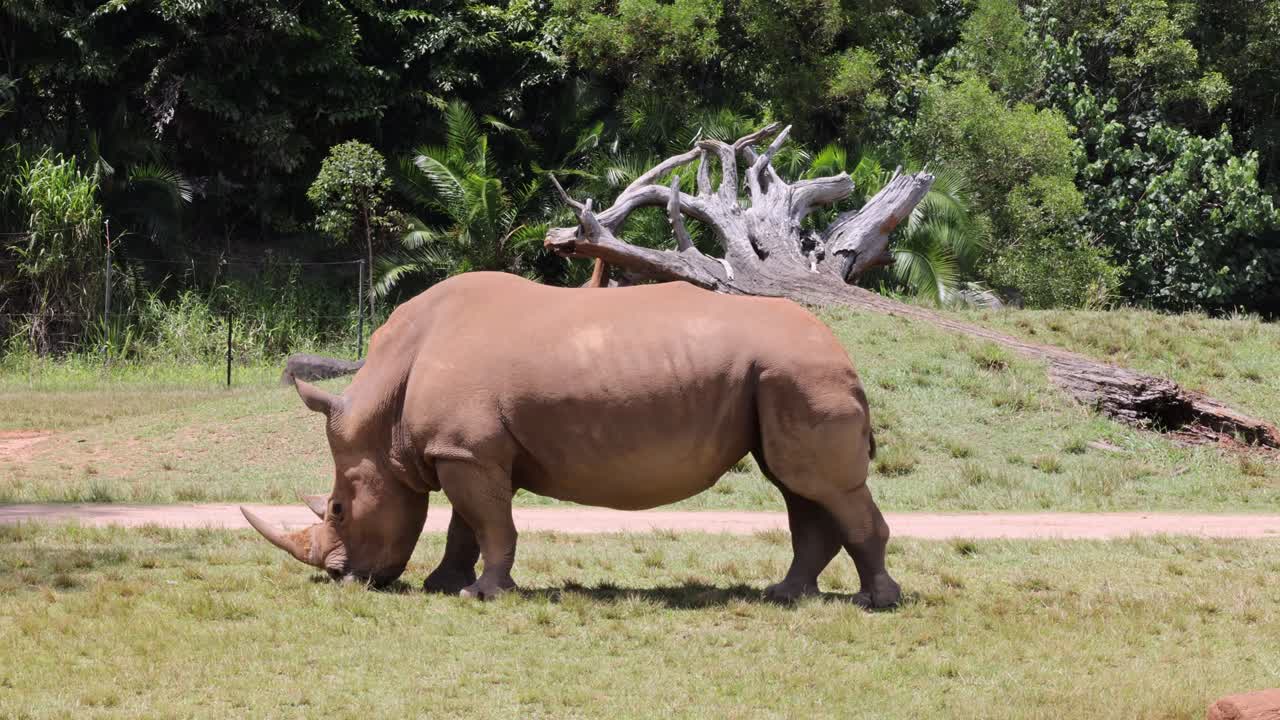 코소 는 푸른  에서 풀 을 먹는다