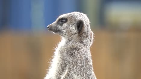 side view captures meerkat gazing away during sunny day in england, uk