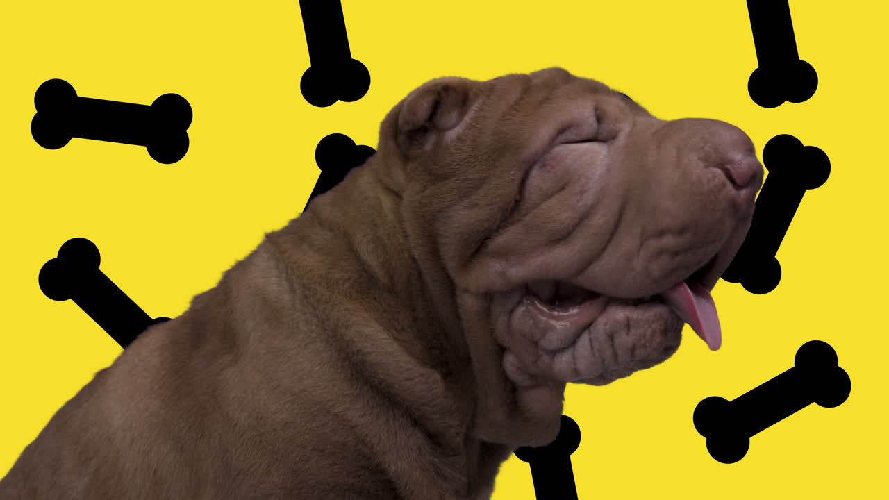 색 배경 에 누워 있는 샤르 페이 강아지