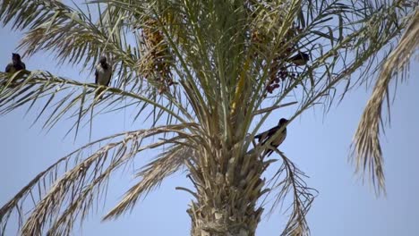 cuatro cuervos sentados en una palmera seca durante un caluroso día de verano, todavía
