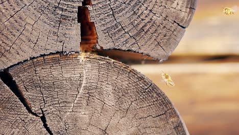 las avispas macro en cámara lenta traen material de construcción para construir un nido entre troncos en una casa de verano de madera vuelan alrededor