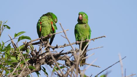 par de adorables y juguetones periquitos de ojos blancos, psittacara leucophthalmus mostrando amor y afecto al picotear en los hermosos plumajes verdes de los demás en la rama de un árbol