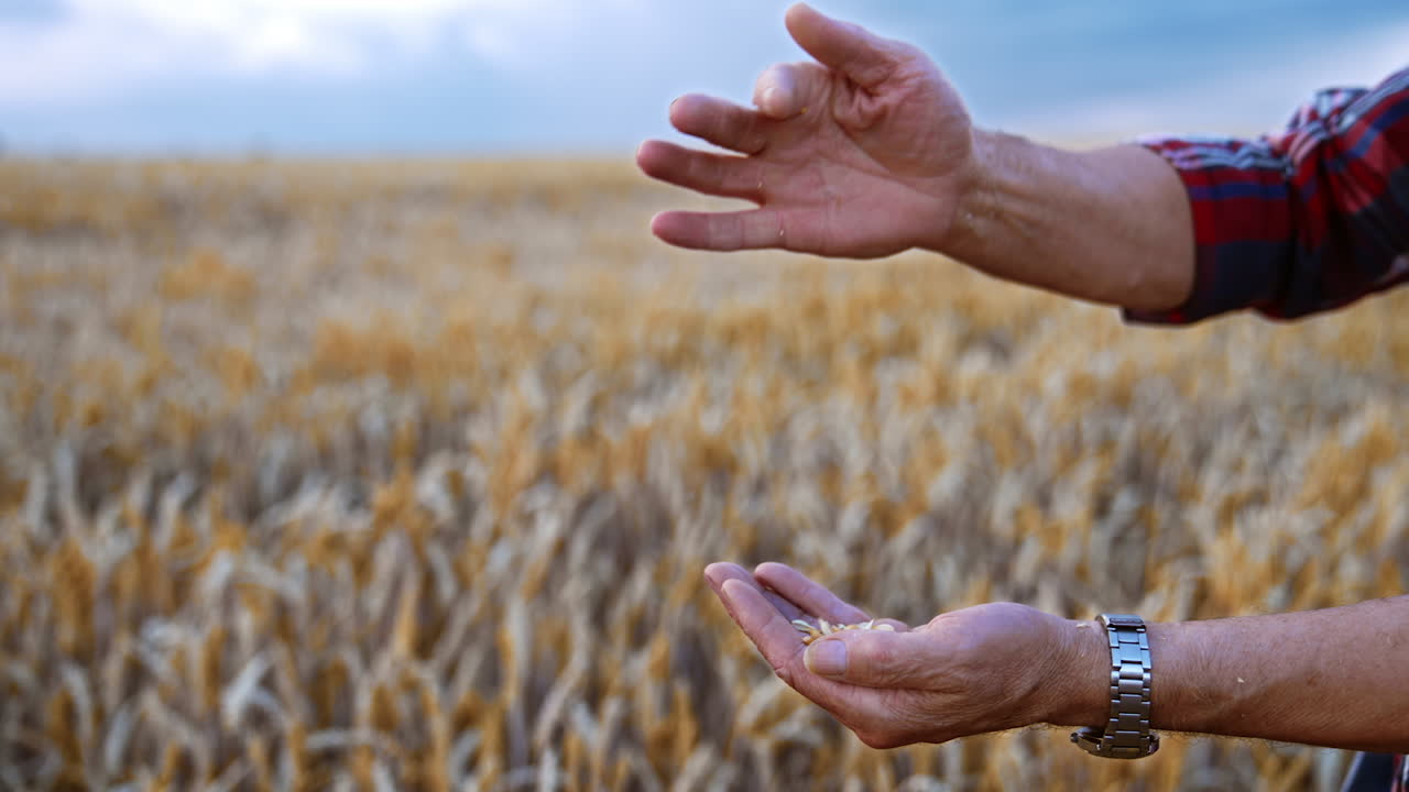Unrecognized man's hands separate chaff from grains. Man pours the seeds from hand to hand. Close up. Plantation at backdrop.