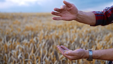 unrecognized man's hands separate chaff from grains. man pours the seeds from hand to hand. close up. plantation at backdrop.