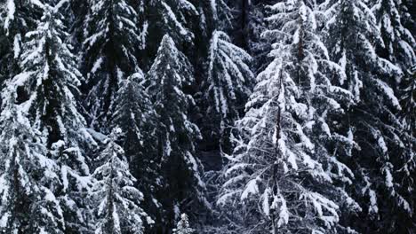 Anchorage-forest-covered-in-snowfall,-tilt-up-reveal-over-beautiful-snow-covered-landscape-4k