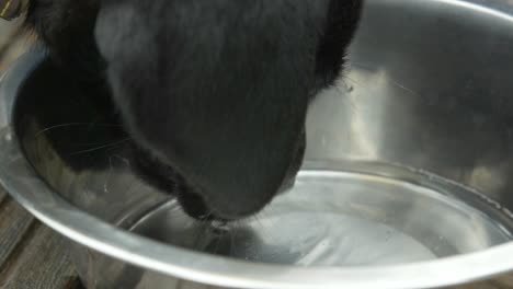 small young black labrador licking water to drink from a silver reflecting bowl