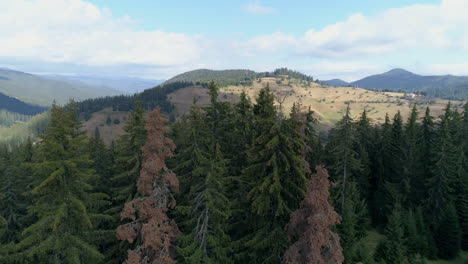 aerial: flying near a pine forest, behind it is a small village