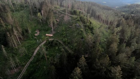 drone shot over a forest after a broken beetle infestation