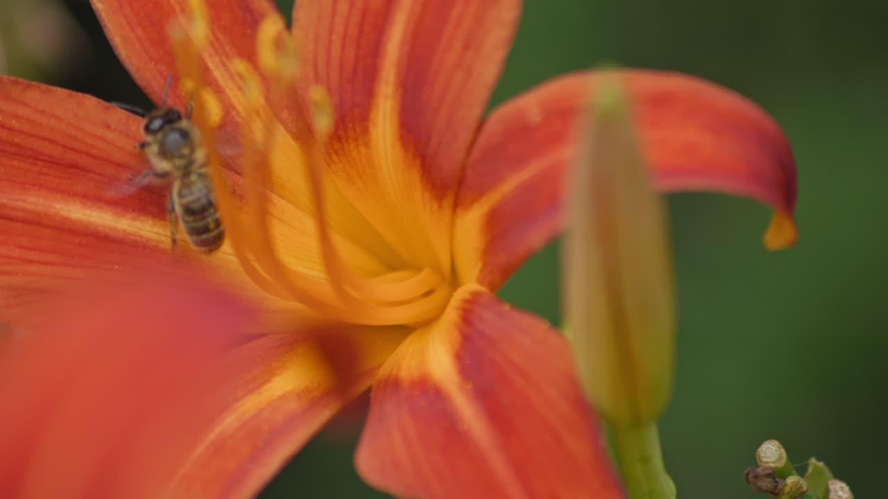 un primer plano de una abeja polinizando una flor de naranja
