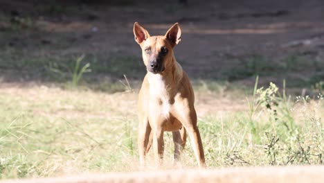 dog standing attentively in a grassy field