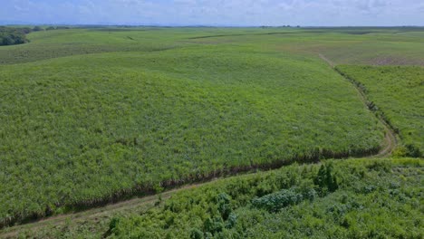 Campos-De-Caña-De-Azúcar-En-San-Pedro-De-Macoris-En-República-Dominicana