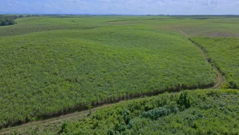 campos de caña de azúcar en san pedro de macoris en república dominicana