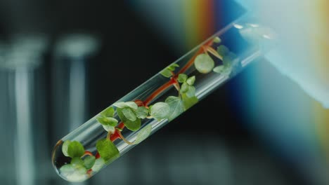 scientist examining green plant in test tube during biotechnology research