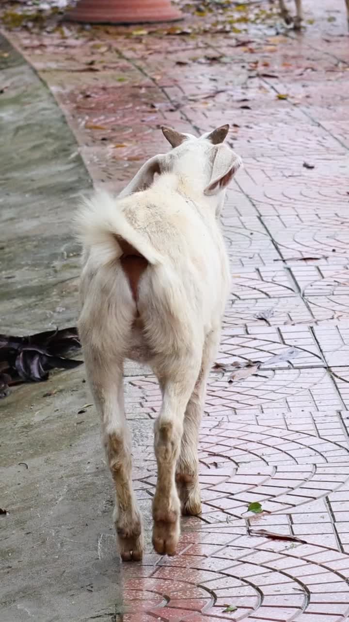 una cabra blanca caminando por una calle de adoquines