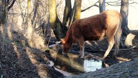 cow drinking water in nature in sunlight