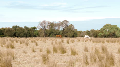 una castaña y un caballo palomino pastando en un potrero australiano seco
