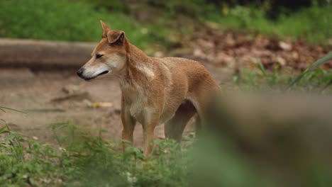 a playful dog wanders and enjoys the garden