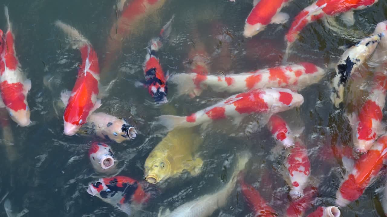 School of Koi fish in a pond