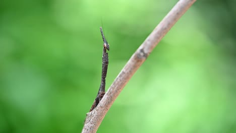 seen pretending to be part of the twig while shaking its head facing the camera then turns its head to the right slowly