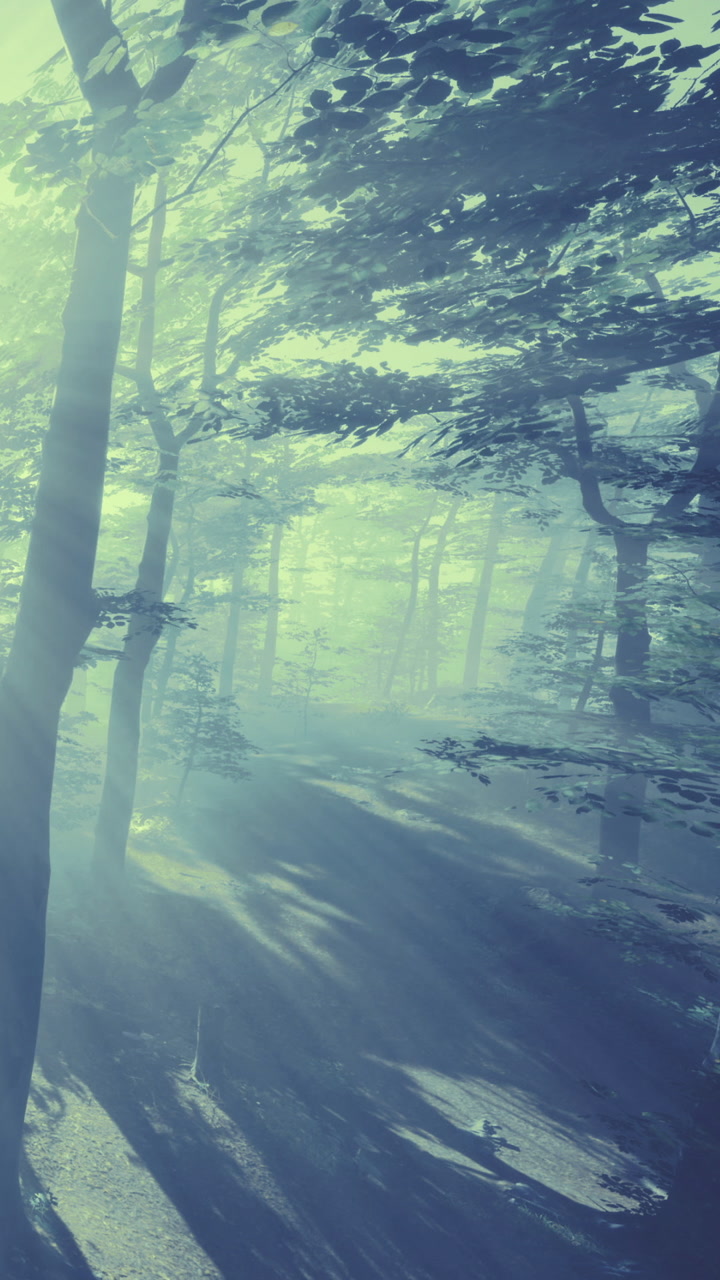 La luce filtra tra gli alberi in una foresta all'alba.