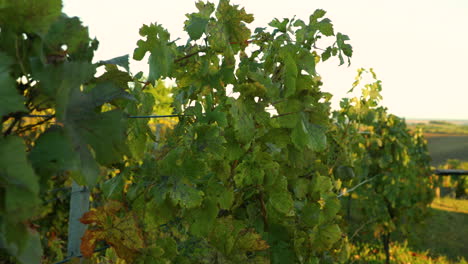 Grapevine-during-a-sunny-day-caught-in-a-wind,-detail-capture-in-slow-motion