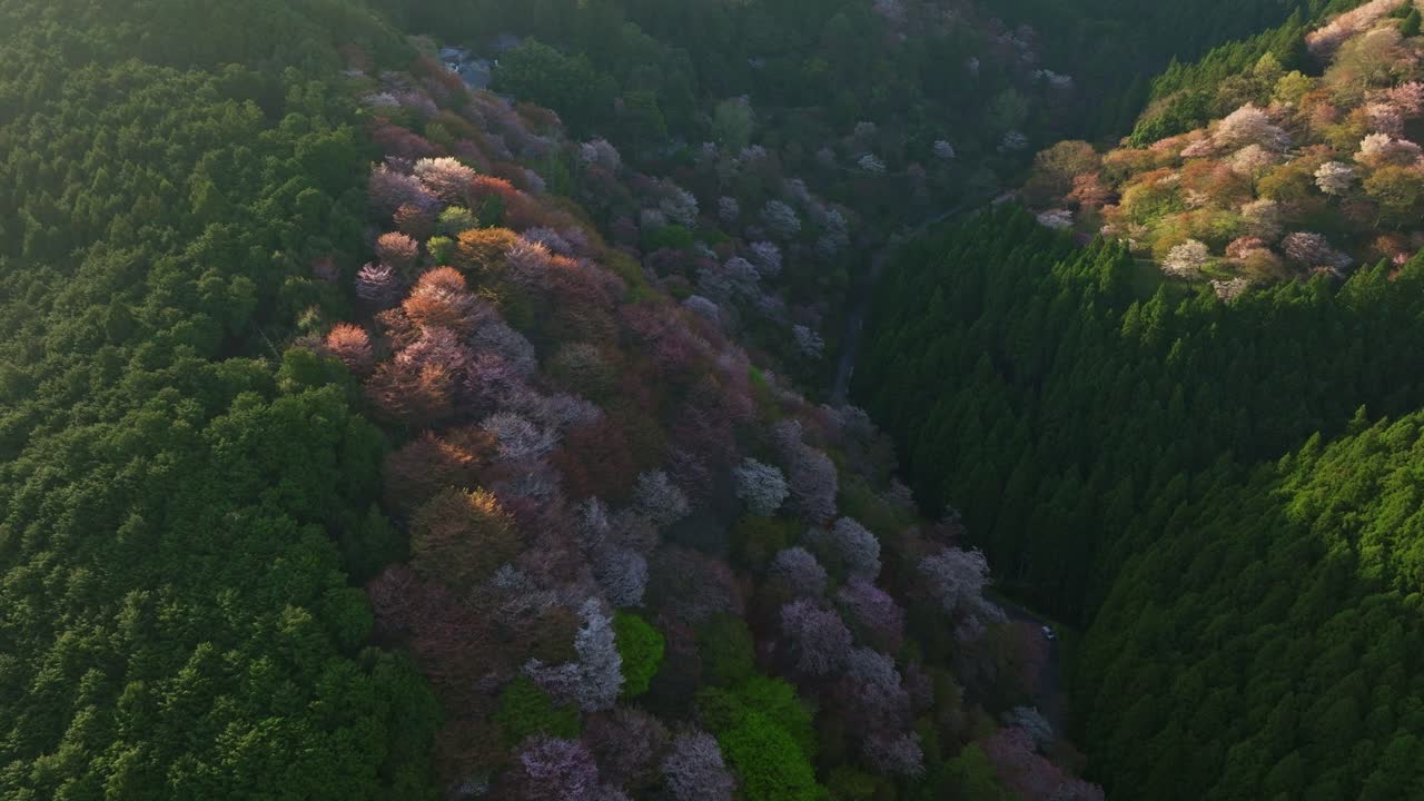 Sakura Cherry blossom pink flowers landscape, Aerial view in Mount Yoshino Japan