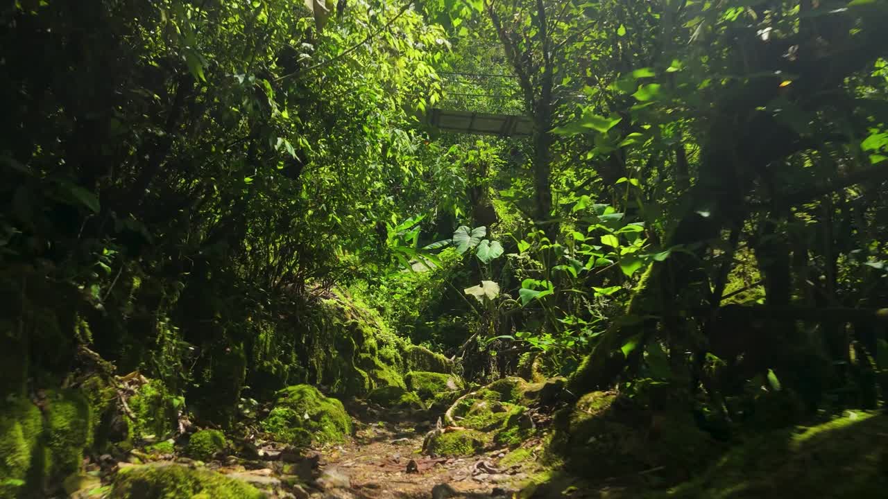 Ripresa cinematografica con drone che scorre lungo un sentiero di pietra coperto di muschio verde all'interno di una fitta foresta pluviale tropicale vicino alla Cascada El Rocío Machay a Banos, Ecuador, mostrando la lussureggiante vegetazione della giungla.