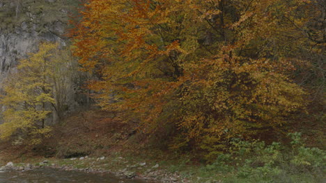 A-tree-in-all-the-colors-of-autumn,-gently-swaying-in-the-wind,-stands-next-to-a-rock-beside-a-calm-mountain-river