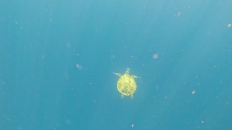 Eine-Karettschildkröte-Schwimmt-Anmutig-Im-Offenen-Wasser,-Umgeben-Von-Klaren-Blauen-Tiefen-Und-Winzigen-Weißen-Planktonflecken,-Die-An-Schnee-Erinnern