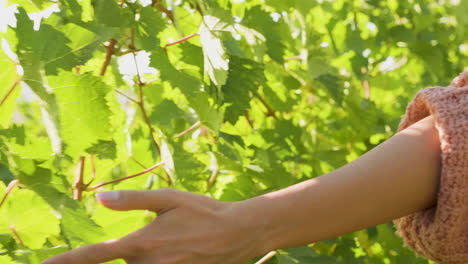 Nicht-Erkennbare-Frau-Hand-Berühren-Weinrebe