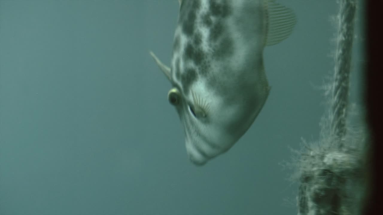 Fish swimming in water