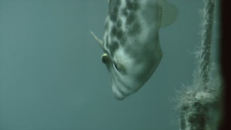fish swimming in water