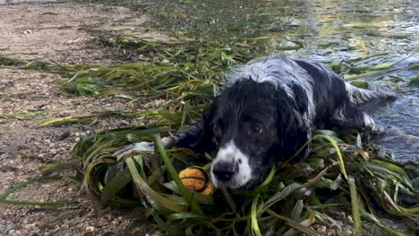 an english springer spaniel dog resting by the edge of a lake in the weeds with a ball and scrapping the weeds away