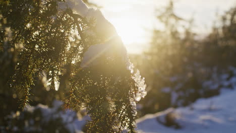 branch of evergreen tree hanging down due to weight of snow