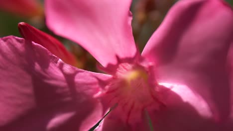 close-up of a vibrant pink flower