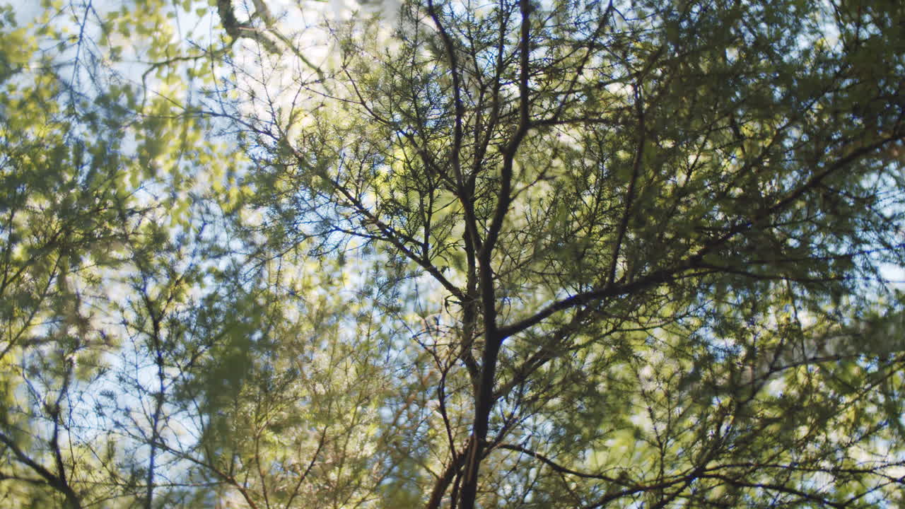 follaje verde de los árboles en el bosque