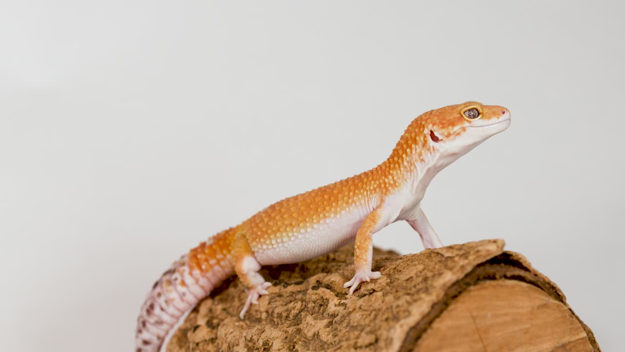 Macro side view of an orange leopard gecko standing still on a textured log