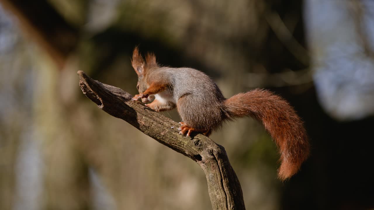 Squirrel on tree branch, performing a grooming motion in super slow motion, forest in Clinge, Zeeland