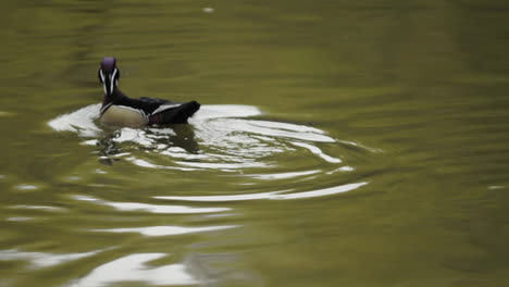 Cerca-De-Un-Pato-Nadando-En-Un-Estanque